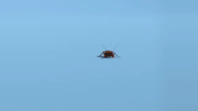 BugMD™ Essential Pest Control - Safe and Effective Pest Elimination
